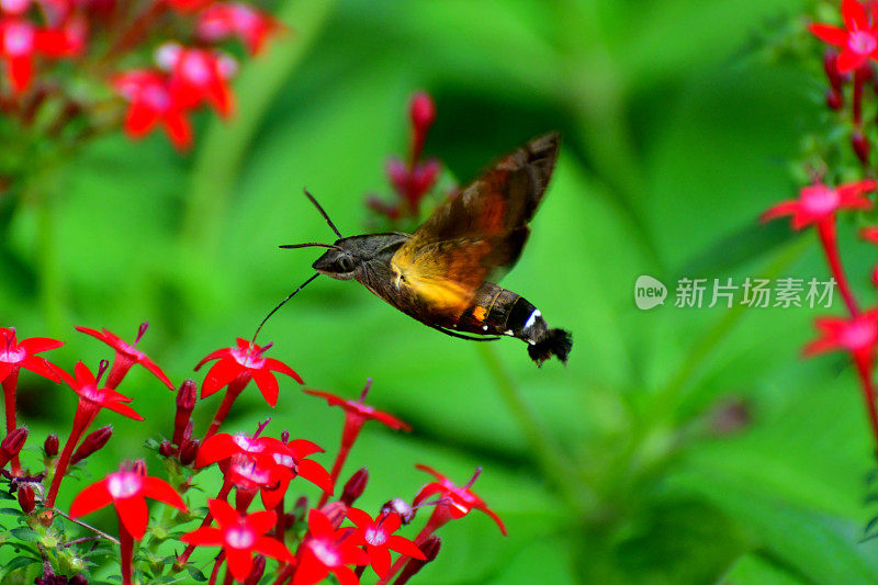 Pentas lanceolata和蜂鸟鹰蛾